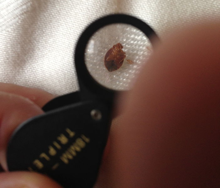 Ways And Tips of Protecting from Bed bugs